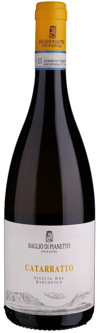 Catarratto